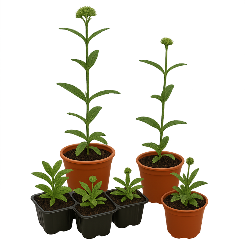 Verbena officialis  ''Bampton ''6gb.mazo stādu komplekts nr.15